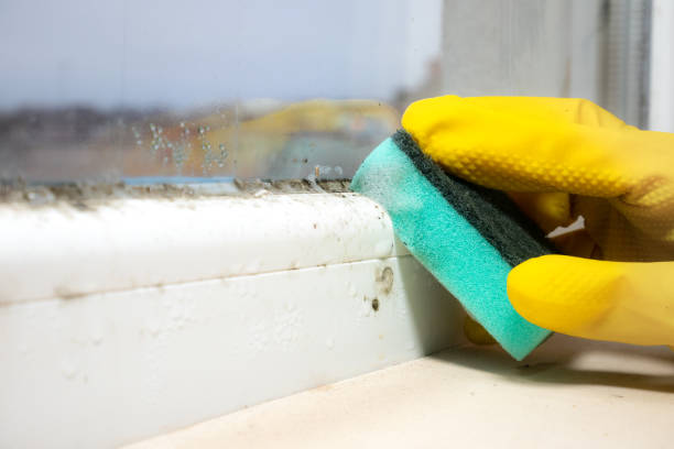 Why You Should Choose Our Mold Remediation Services in Ridgeway, AK